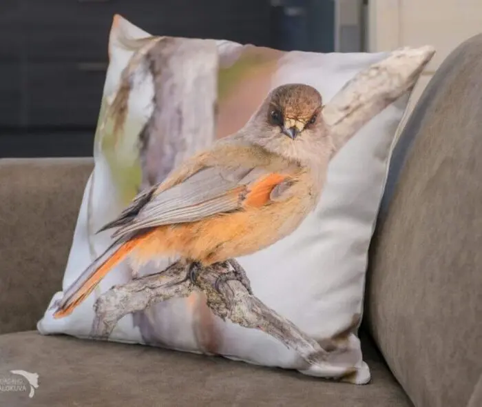 Tyynynpäällinen kuukkeli