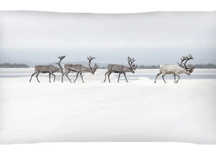 Lapin Porot tyyny 30x60cm